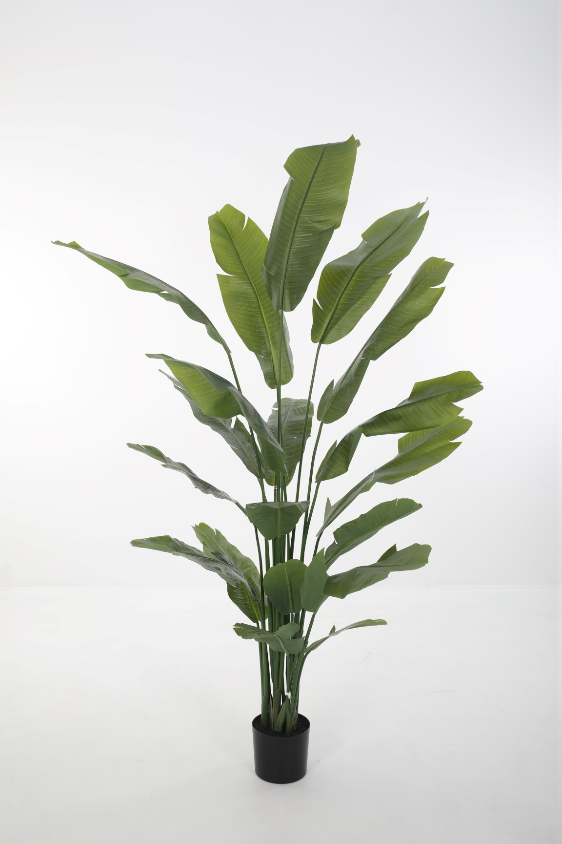 Strelitzia 210cm