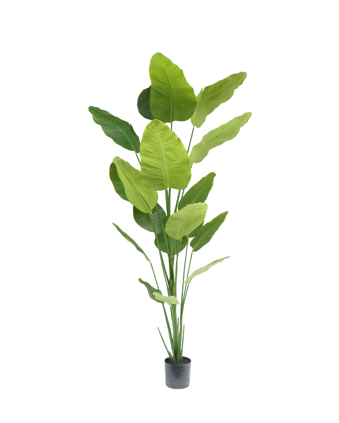 Strelitzia plant 240cm