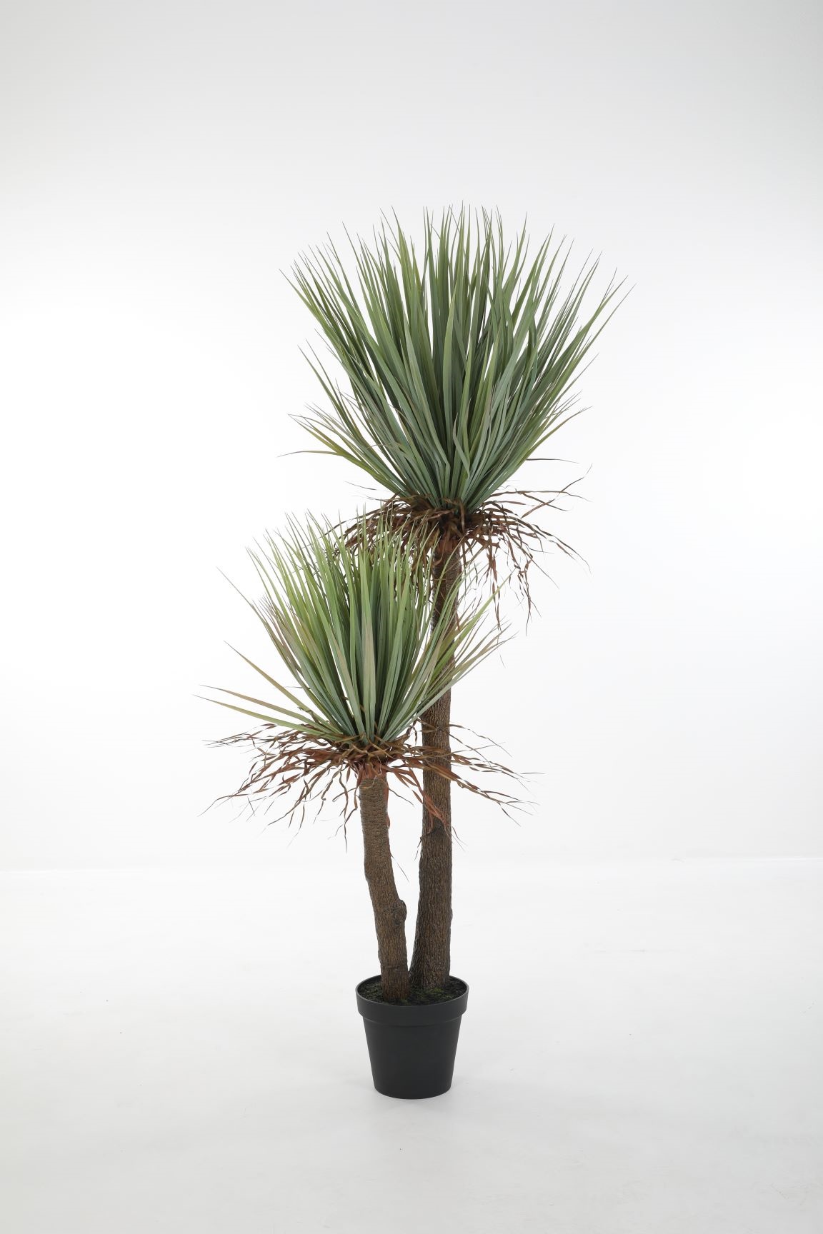 Cordyline in Pot 150cm