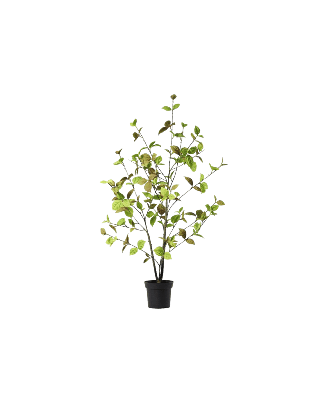 Beech leaf tree natural 100cm