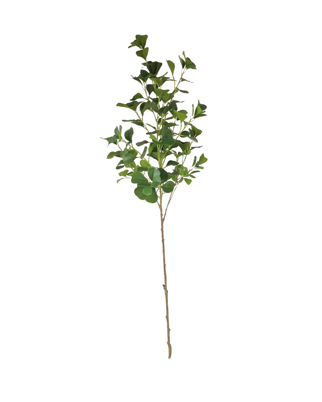 Ficus tak 110cm