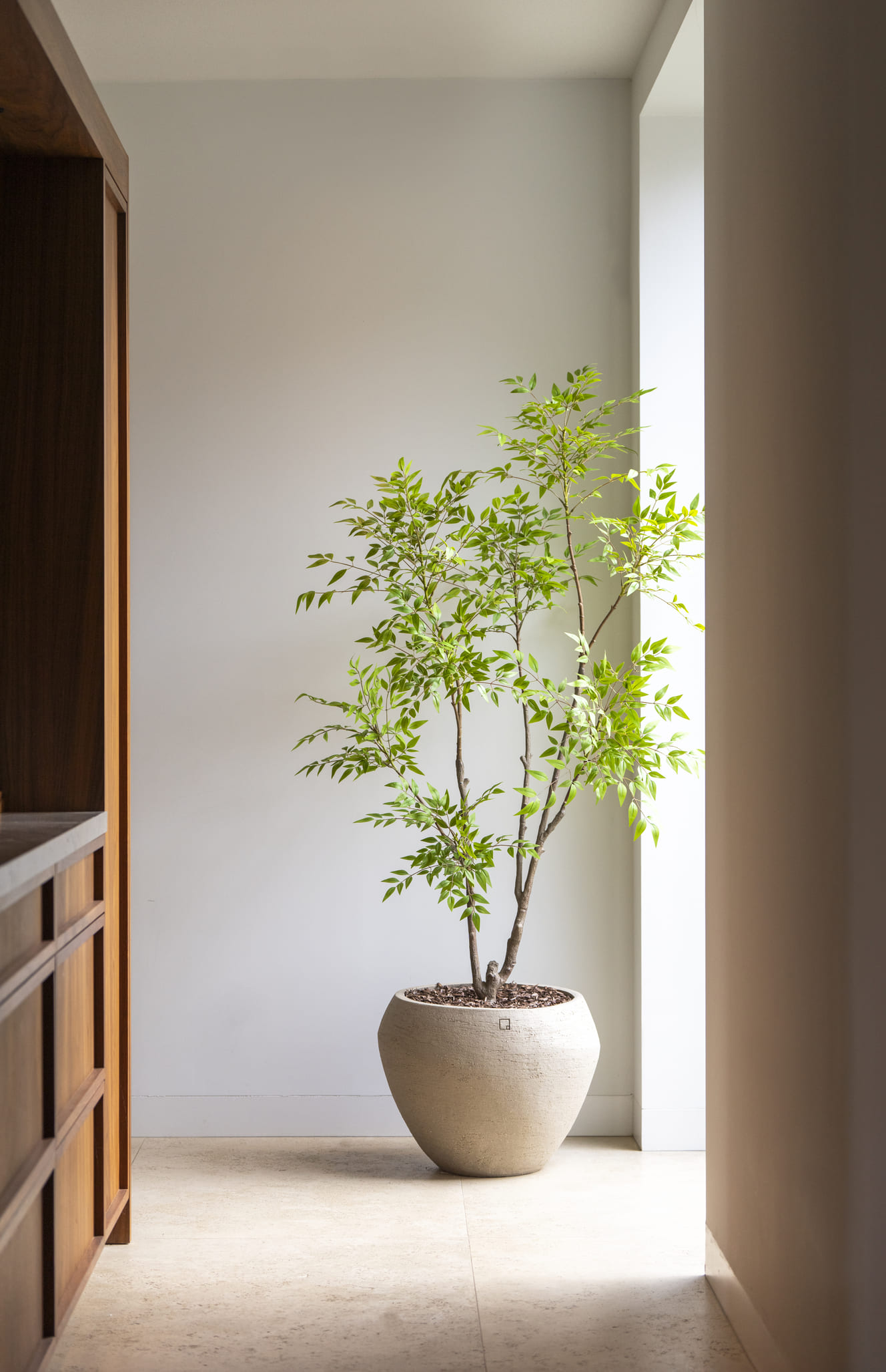 Nandina boom 180cm - Afbeelding 2