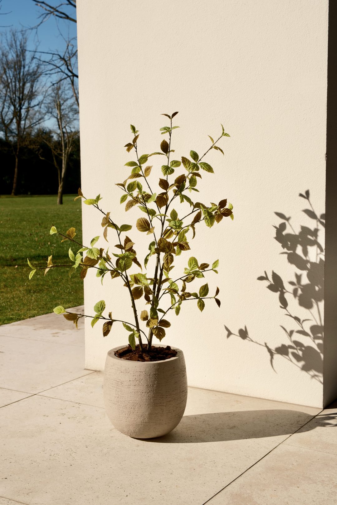 Beech leaf tree natural 100cm - Afbeelding 3