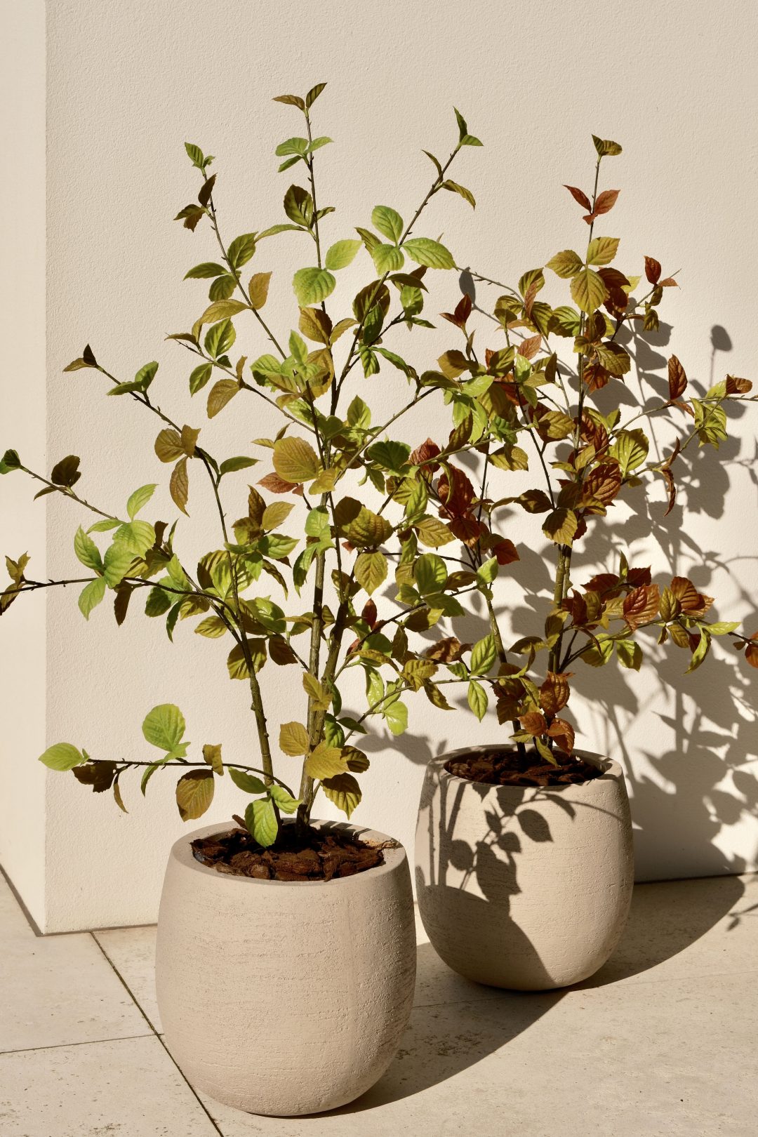 Beech leaf tree natural 100cm - Afbeelding 2