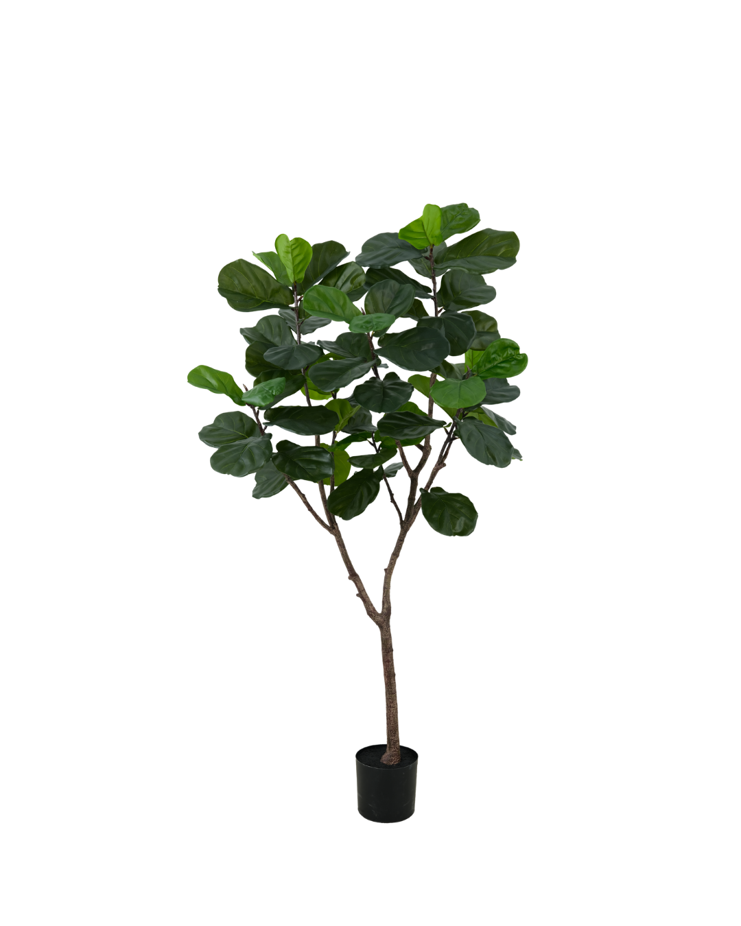 Ficus Lyrata tree 180cm