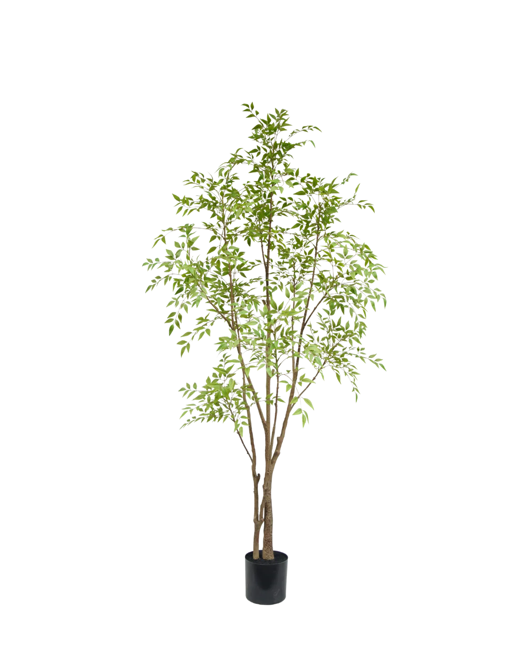 Nandina boom 210cm - Afbeelding 3