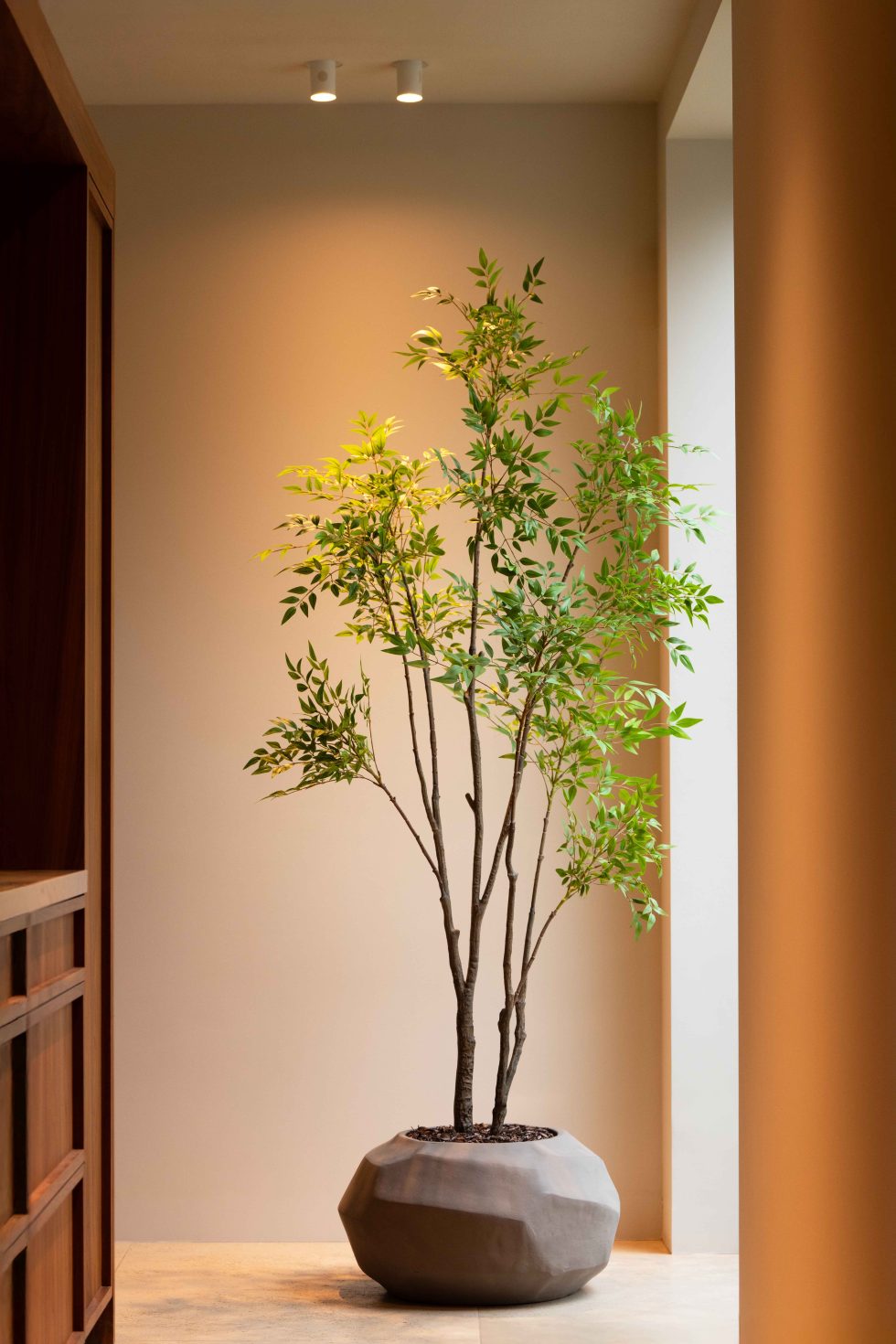 Nandina boom 210cm - Afbeelding 2