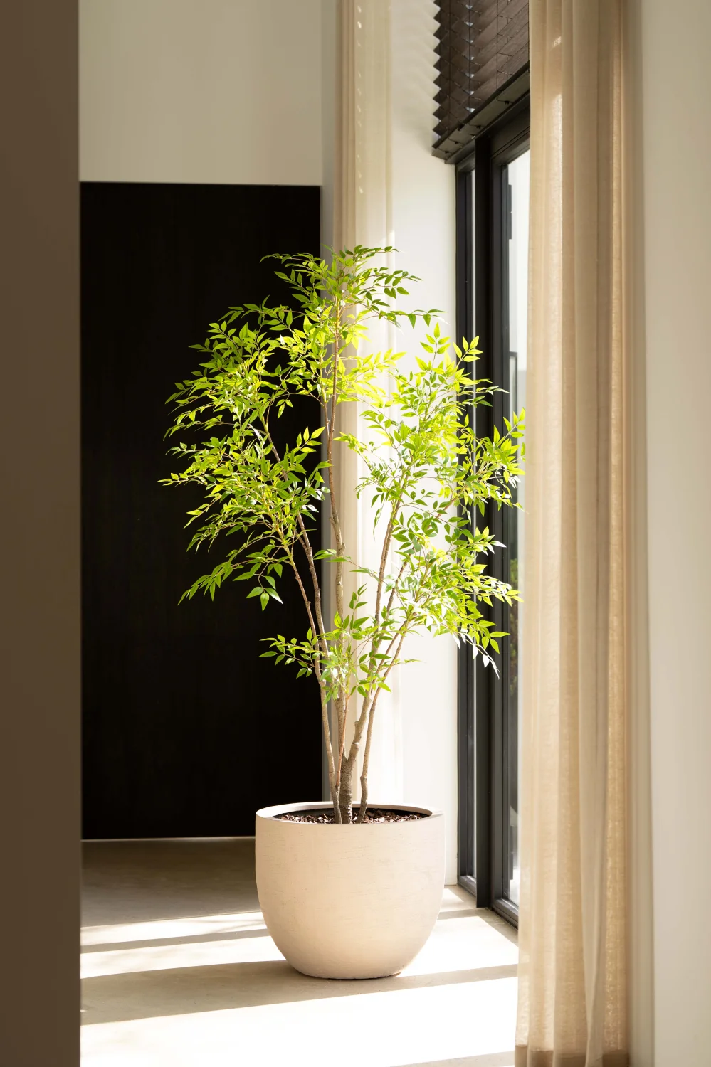 Nandina boom 210cm